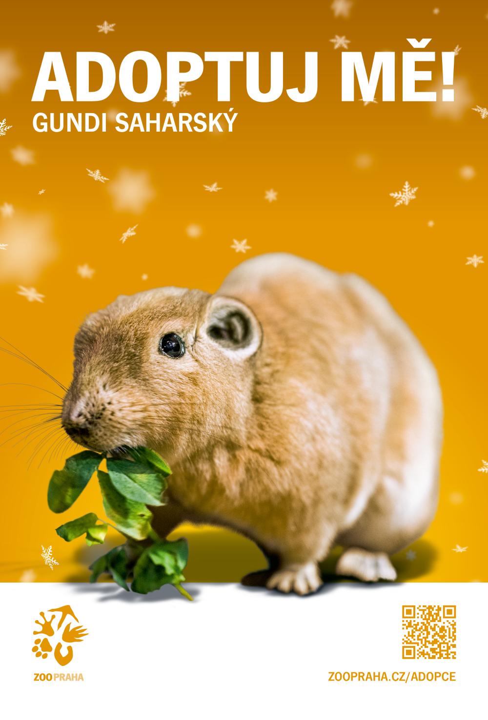 Foto_1_Gundi_saharsky_Adoptuj_me