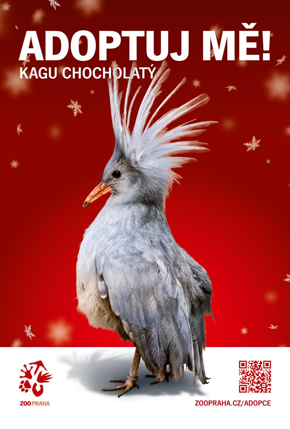 Foto_2_Kagu_chocholaty_Adoptuj_me