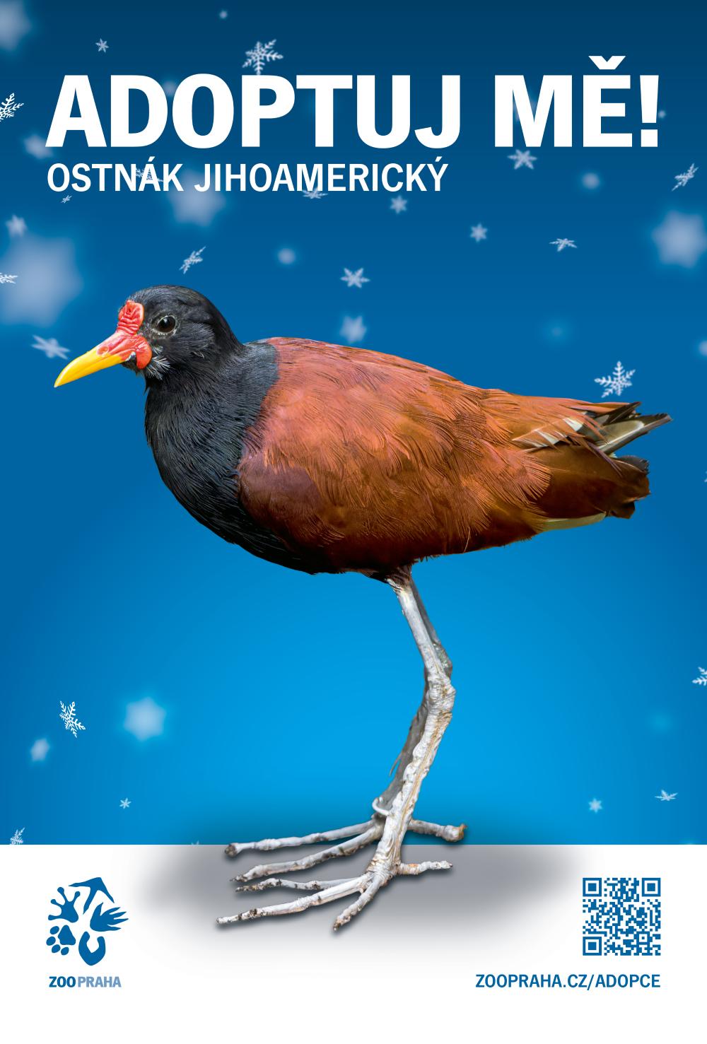 Foto_4_Ostnak_jihoamericky_Adoptuj_me