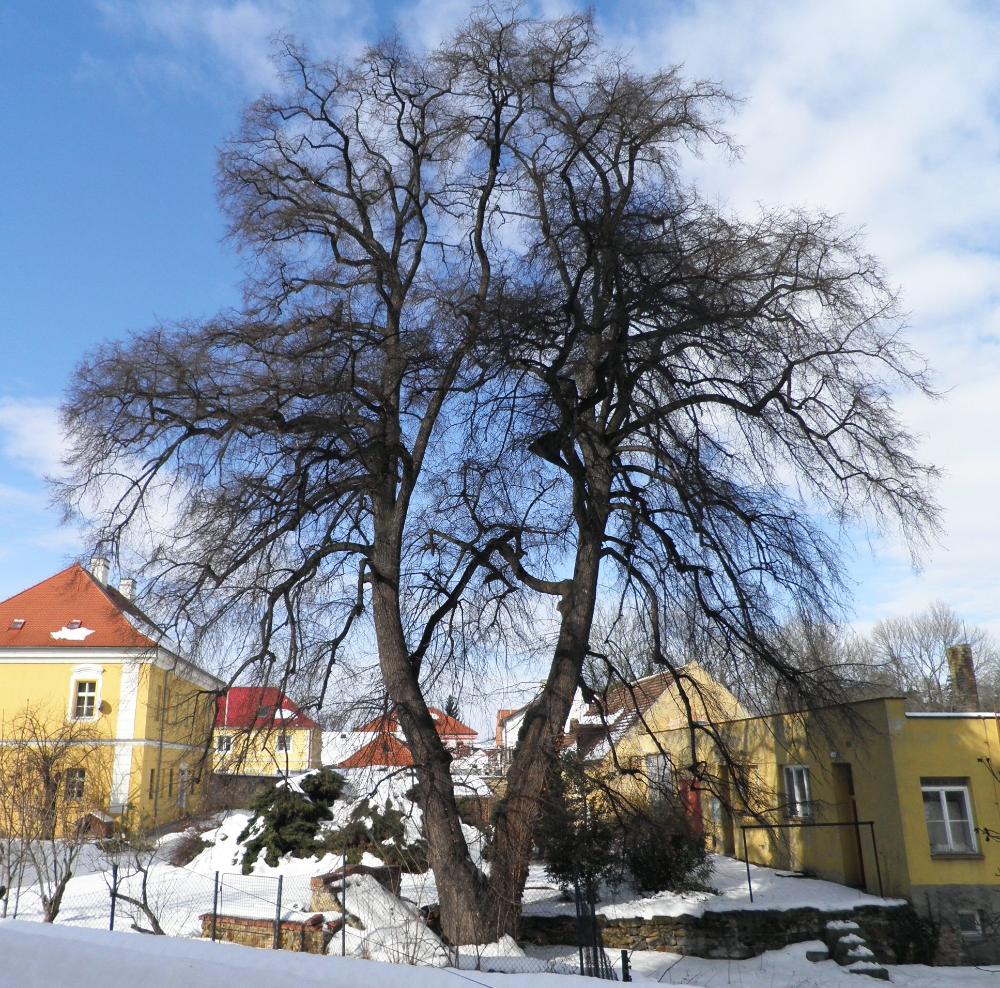 2633734_Lípa srdčitá u kostela ve Vinoři