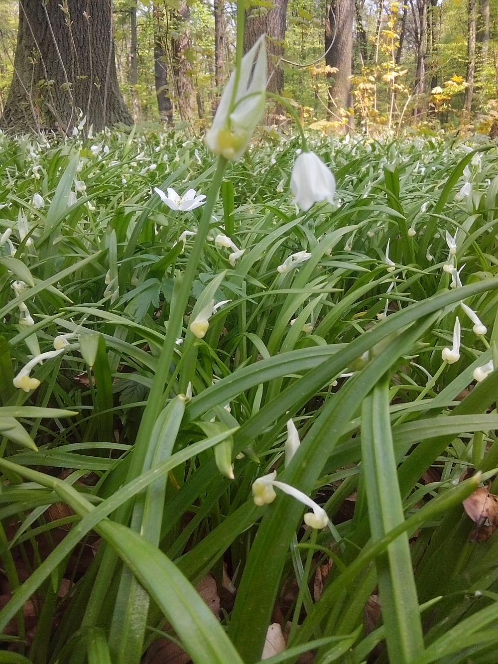 česnek podivný Allium paradoxum v oboře Hvězda