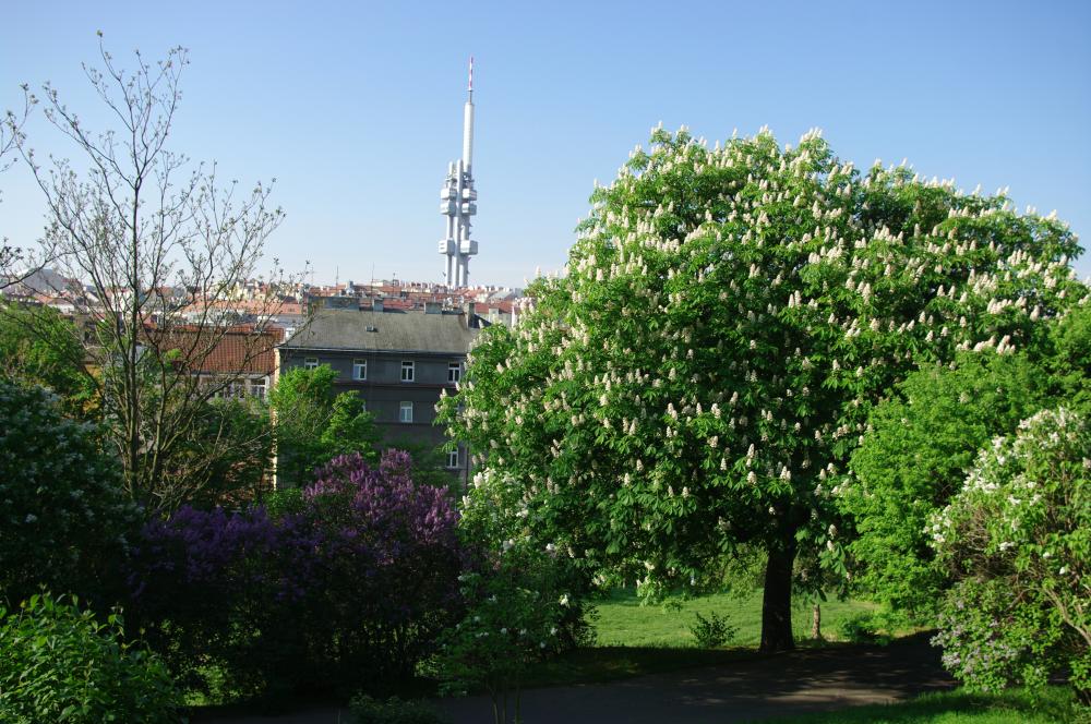 Pohled z jižní cesty na Žižkov a vysílač