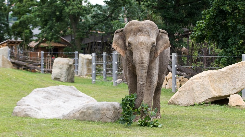 Měsíc březen je v pražské zoo věnován zvířecím rekordům