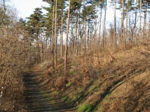 postupna_obnova_porostu_borovice_cerne