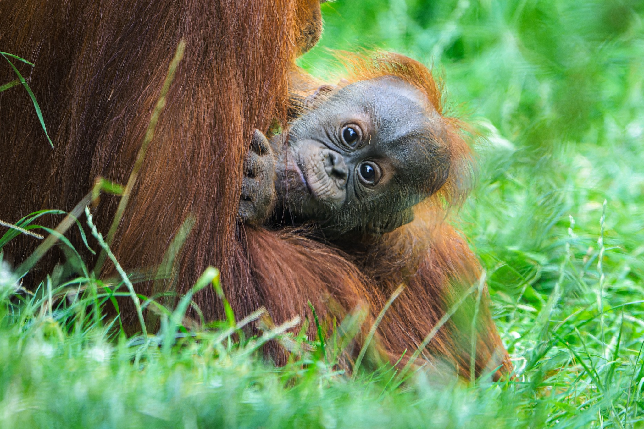 Nejnovější přírůstek rodiny orangutanů - Harapan