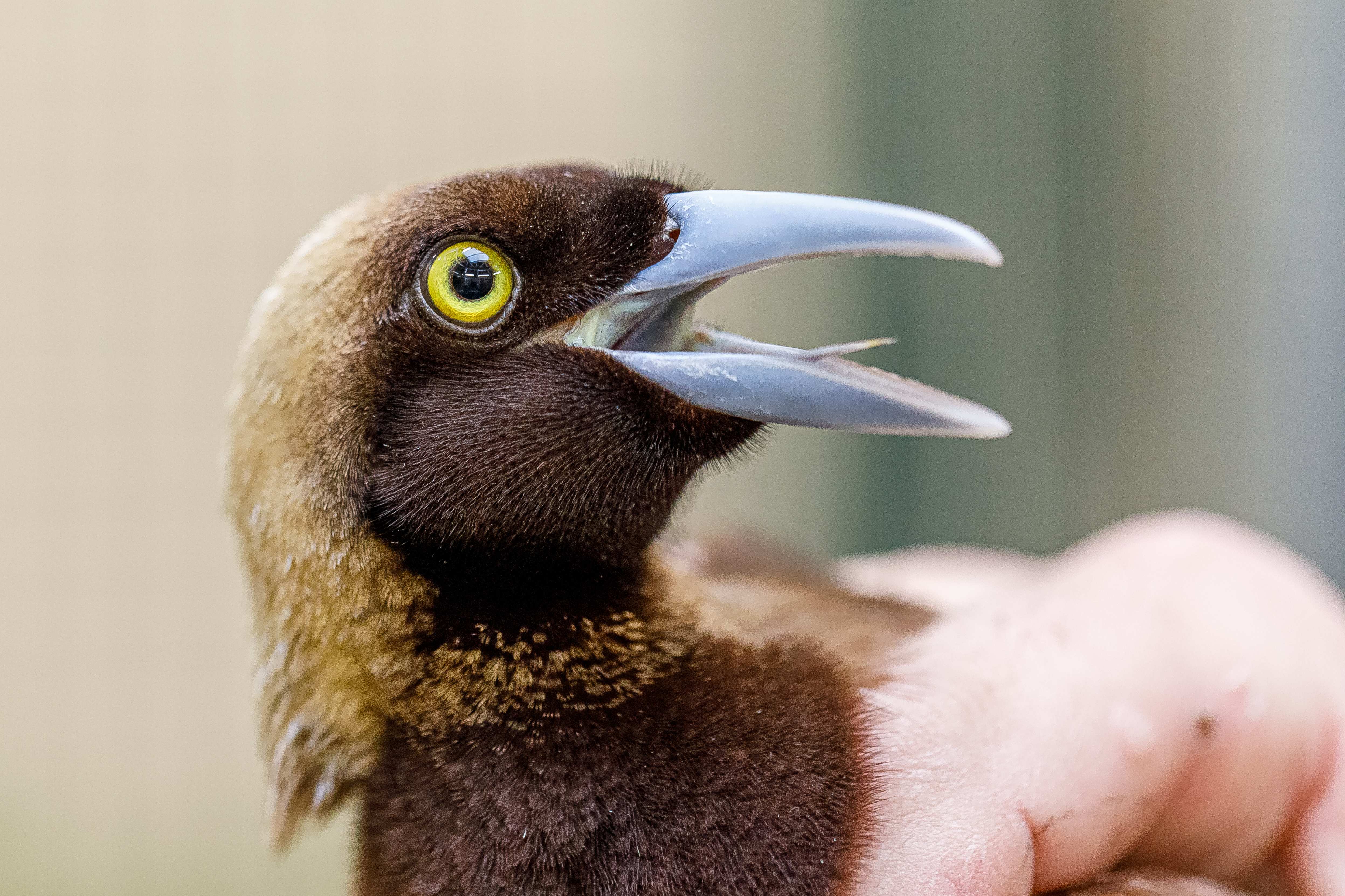 Samec rajky volavé při příchodu do zoo. Zdroj: Zoo Praha, Miroslav Bobek