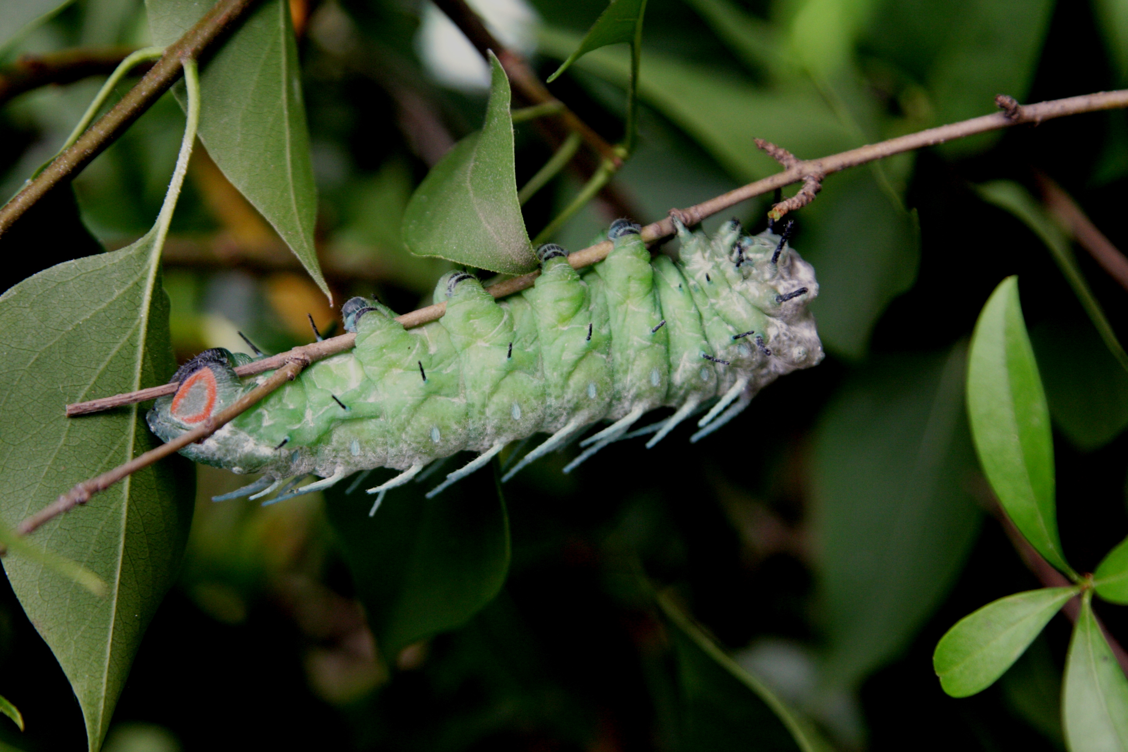 Attacus atlas housenka po čtvrtém svlékání