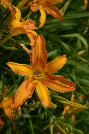 Denivka Hemerocallis kultivar Painted Lady