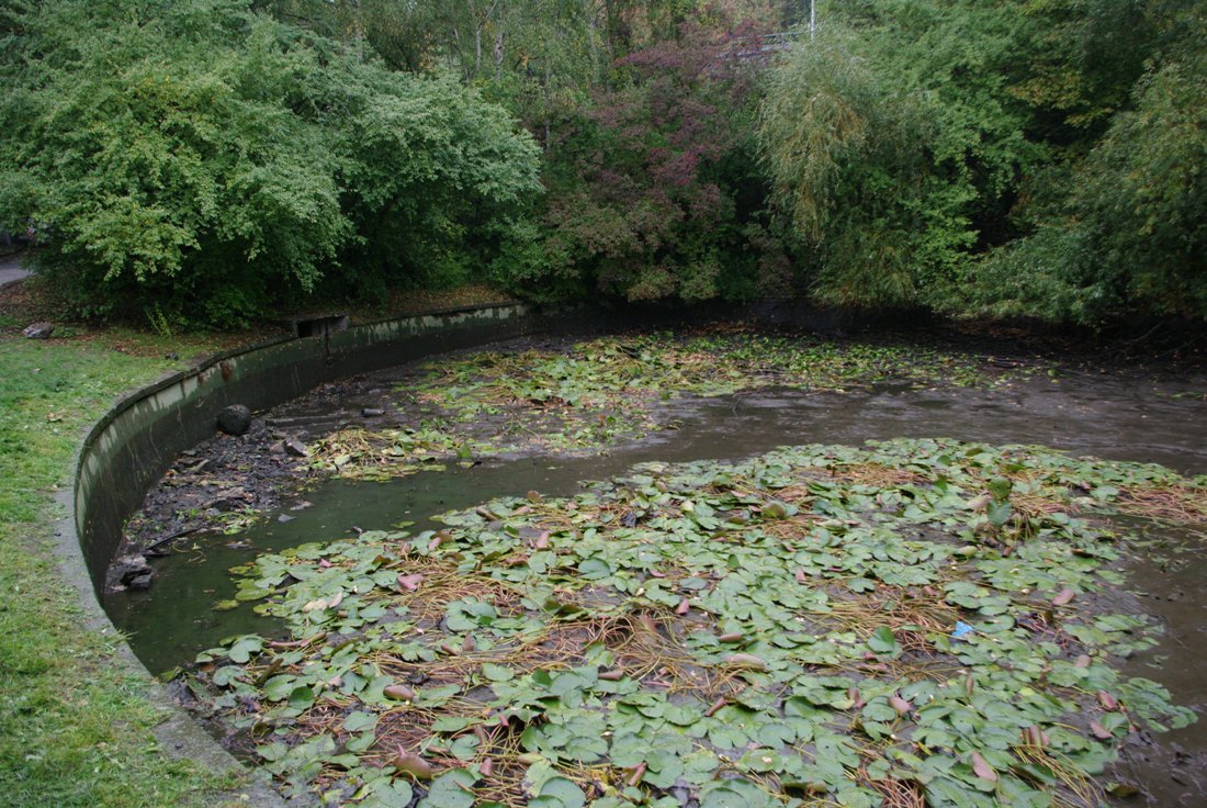 Prosecký rybníček před revitalizací