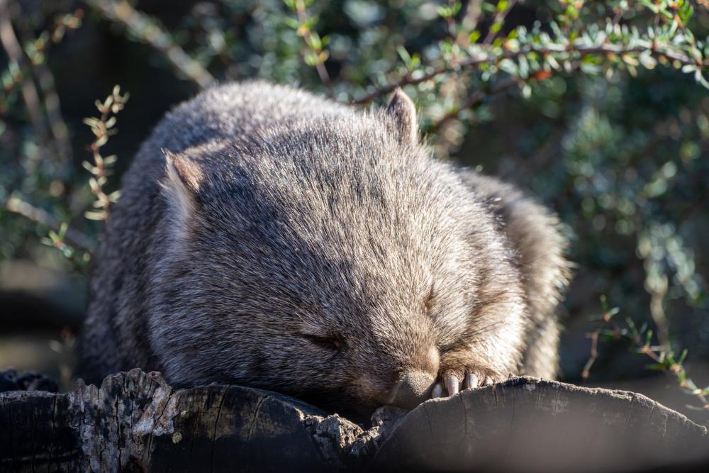 Víkendová setkání s vombatem Cooperem v Darwinově kráteru vždy od 14. hodin